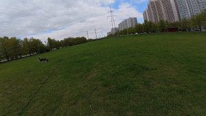 С хаски Диком идем на большую площадку 26.04.25