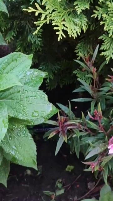 Способ для занятых - где растут гортензии? Там где хотя смотреть онлайн