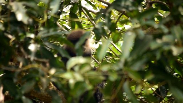 Серебристый лангур ест манго смотреть онлайн