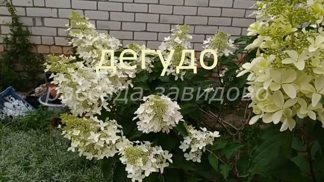 27.02.24. Дегудо, гортензия метельчатая.