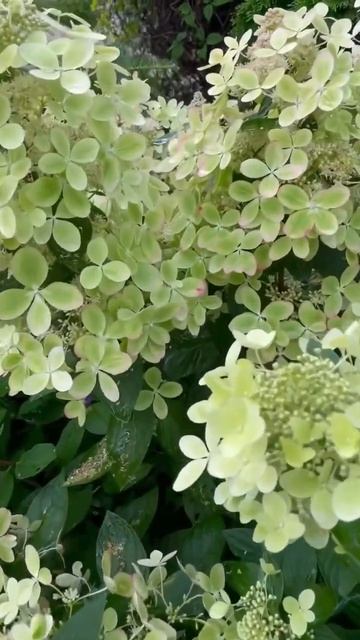 #confetti #hydrangea #гортензия#garden #гортензія#flowers #park#jardin#shorts#ア смотреть онлайн