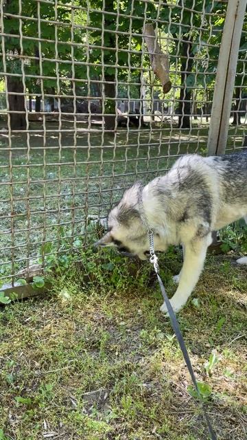 Хаски ест траву Гера Husky is walking #husky Cute And funny husky Videos cute mom смотреть онлайн