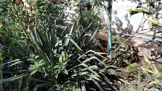 Зацветают древовидная гортензия,лилейник ,юкка и друг смотреть онлайн