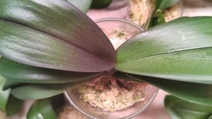 Загар топлес для орхидей: за или против?#загар #орхидеи