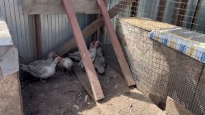 Мускусные утки лаванда и шоколадд