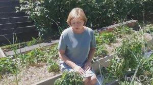 Томаты балконное чудо и сладкий перец в мешках из-под покупного грунта.