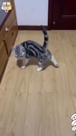 Боевые коты, настрой на смертный бой🐱