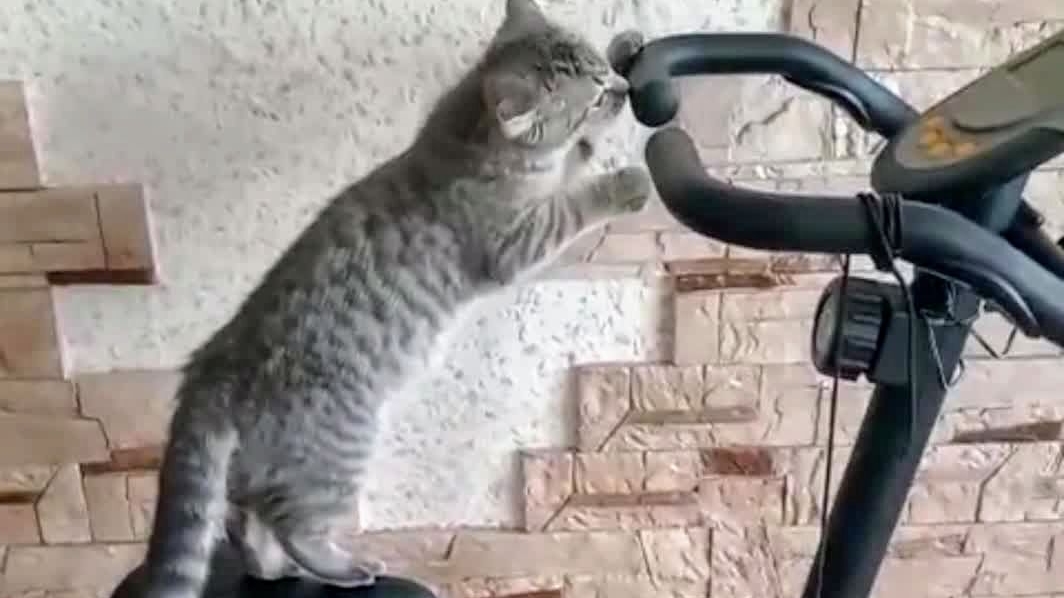 Всё для тебя!😻😃 Юмор с животными.