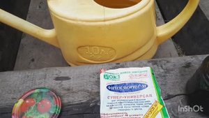 Как я развожу фитоспорин, как храню. Как используют для томатов.