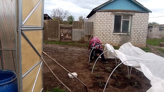 кушаем ролы😋🍜//подкормка растений 🍅🍅🍅