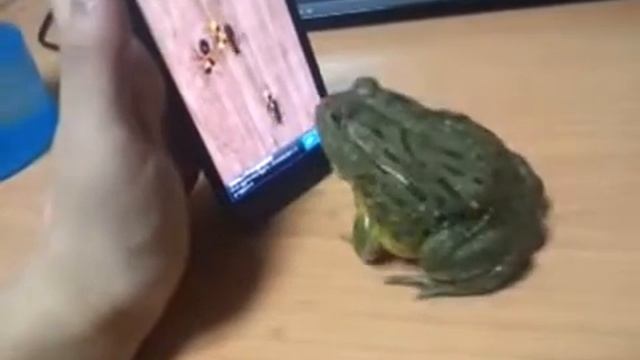 Лакомство для лягушки.