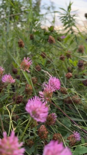 Тут прекрасно все! #sunset #закат #берёза #природа #простра смотреть онлайн