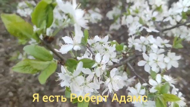 Я есть Роберт Адамс смотреть онлайн