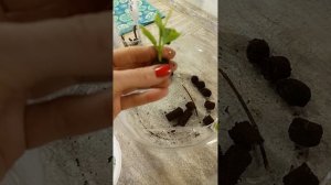 Черенкование гортензий в преформах Джиффи #гортензия