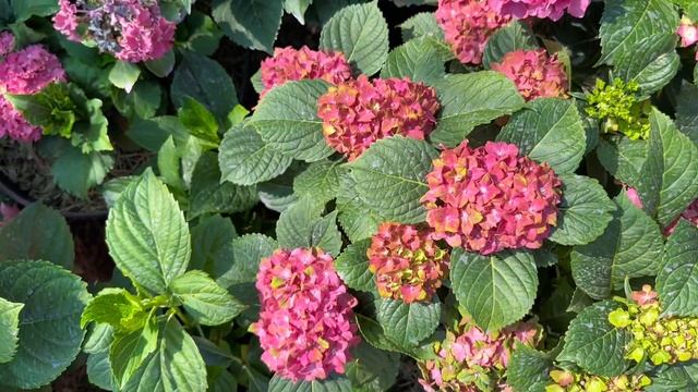 Glossy Lips Red! Червоно - зелена широколиста гортензія!