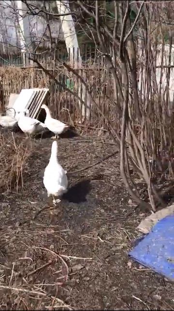 "Мелкие истории". Мелкий ходит за семьёй)) #животные #birds смотреть онлайн