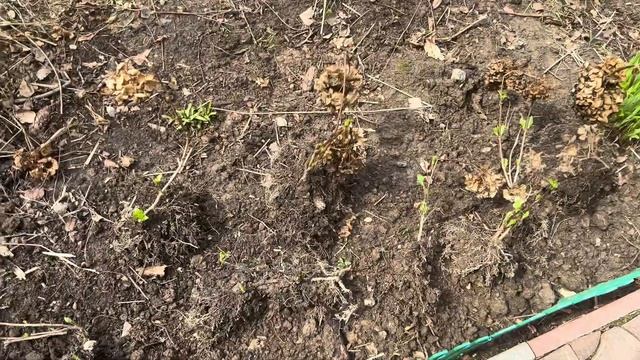 Крупнолистные гортензии перезимовавшие в открытом гр