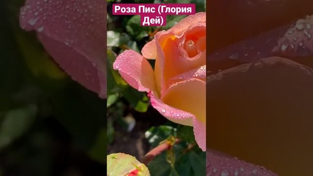 Роза Пис (Глория Дей)