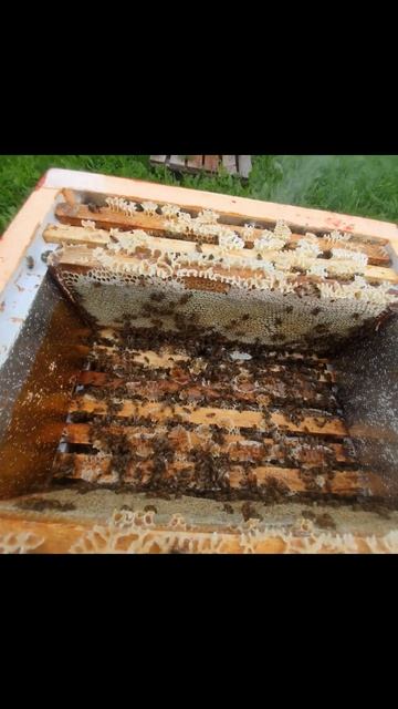 Карельская пасека #карелия #карельскиймед #карельская смотреть онлайн