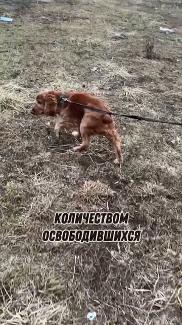 3 причины, почему собака не обращает на меня внимание! #