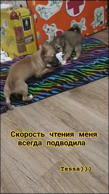 Теперь всегда есть кому мою почту проверять #почтапри? смотреть онлайн