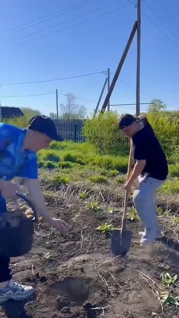 батя и садить картошку смотреть онлайн