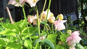 Ирисы бородатые 10.05.25