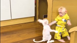 Обезьянка брошенка Выросла Играет с котенком Он даёт отпор СМЕШНАЯ ПАРОЧКА