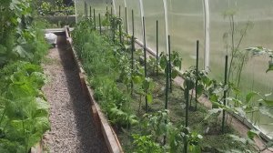 Мульчирую грядки в теплице. Для чего я это делаю, какие преимущества даёт мульчирование.