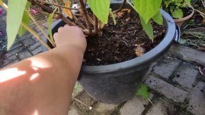 Цветущие гортензии в конце сентября 🌿 Панателла,Пинк