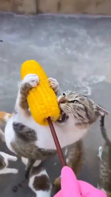 моя кукуруза борец смотреть онлайн