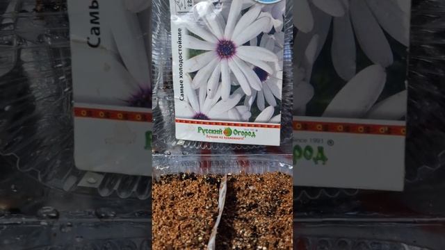 Эффектный однолетник. Остеоспермум. Посев. смотреть онлайн