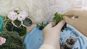 КАКИЕ бывают ДЕТКИ Фиалки, и хорошие, и бракованные... Отделяю и перебираю...