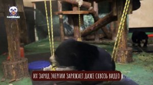🐻 Медвежата Лучик и Звездочка из Московского зоопарка каждый день выдумывают новые трюки.