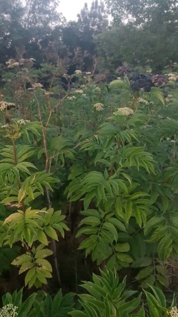 #Запах детства #деревня #shorts смотреть онлайн