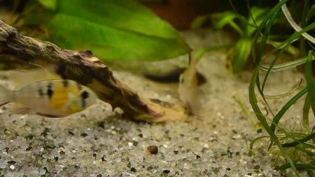 Копия видео отнерестились боливийские бабочки смотреть онлайн