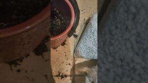 мой универсальный грунт🤗 для растений #art #цветы #раст