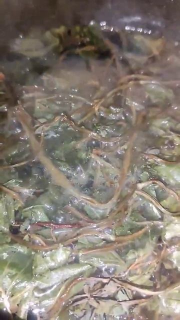 Зелье *Приворотно-отворотное*! Сныть+ берёзовые листья смотреть онлайн