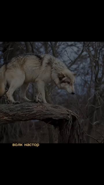 ХРУПКАЯ девушка помогла ВОЛКУ! ||ЧАСТЬ 3|| #history #жи? смотреть онлайн