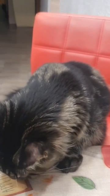 кот фасоль ест😅 Миша кушает фасоль смотреть онлайн