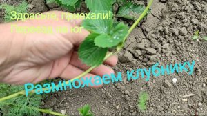 Размножаем клубнику. Благодатный дождь.Странный гром