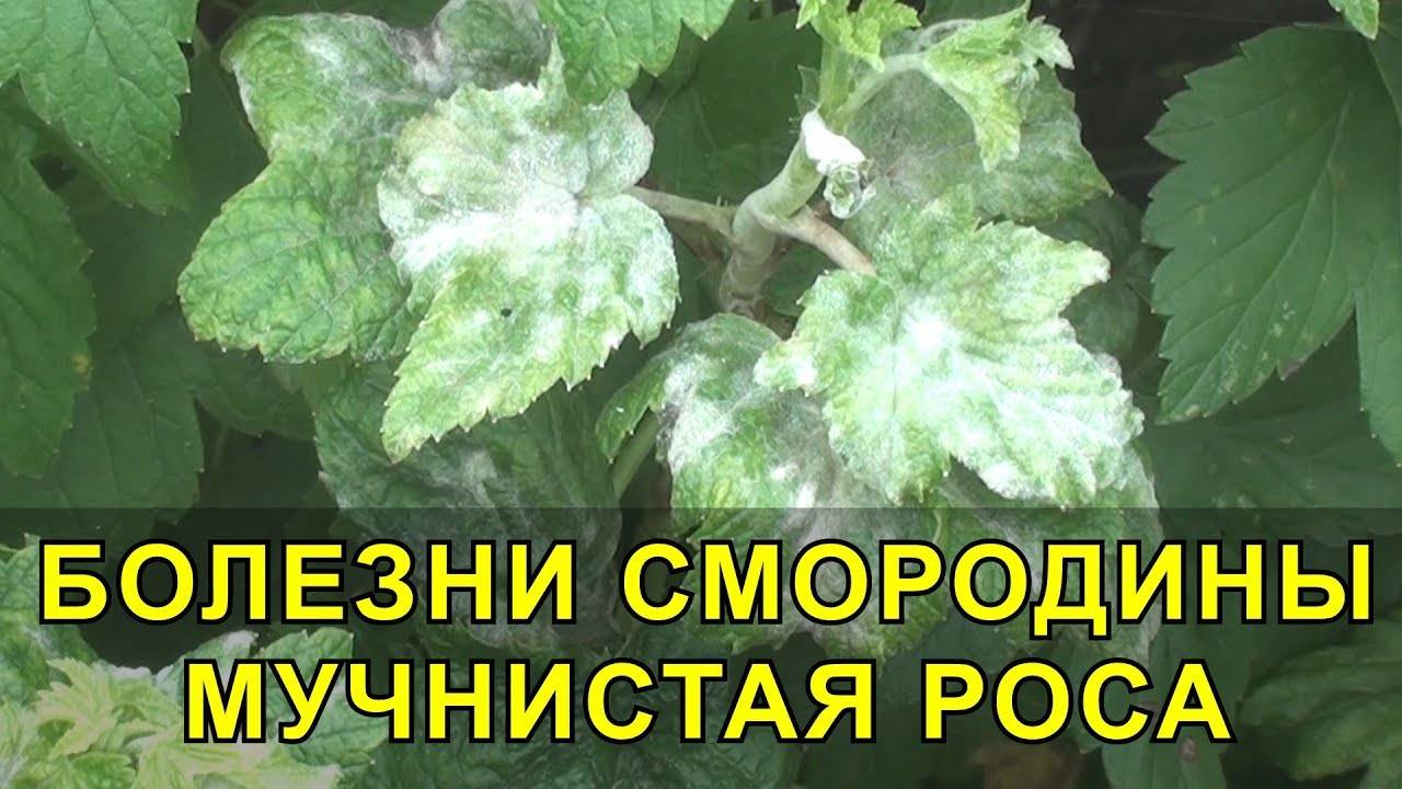 БОЛЕЗНИ СМОРОДИНЫ, Мучнистая Роса на Смородине. МЕРЫ БОРЬБЫ