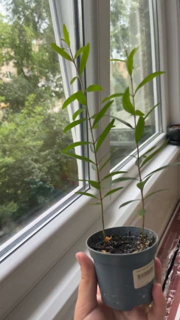 Гранат з кісточки