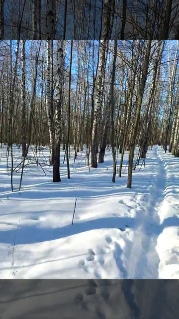 Березовая аллея...#зима #красота #мистика #спорт смотреть онлайн