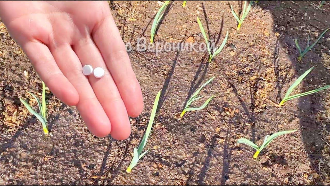 Всего 2 ТАБЛЕТКИ на ведро воды и у чеснока головки вырастут с кулак! ВНЕСИТЕ ПОД ЧЕСНОК В АПРЕЛЕ!