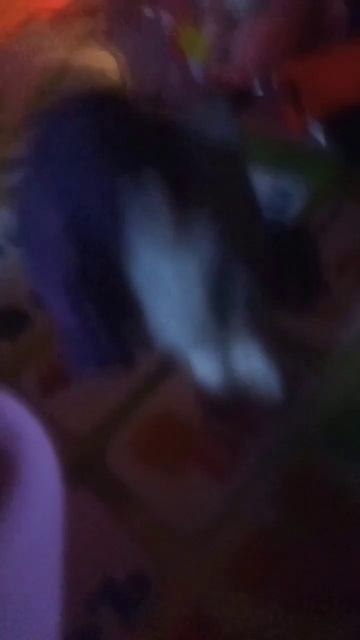 все єто время поняшка ела мой кекс #кети #дарина #реком? смотреть онлайн