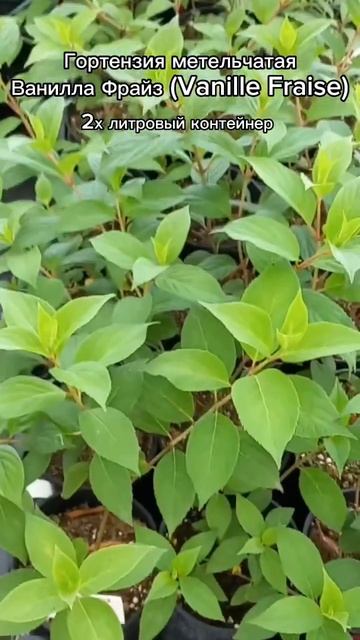 #питомникроз #розыопт #саженцыроз #гортензии #гортензи смотреть онлайн