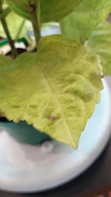 Гортензия Бесконечное лето ч.3 смотреть онлайн