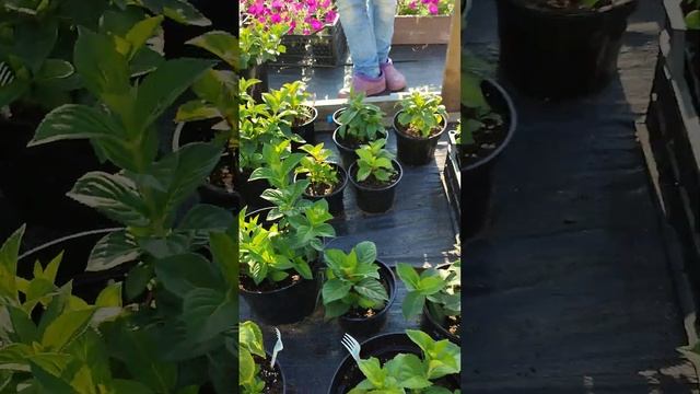 Обзор крупнолистных гортензий, открыты продажи 04 авгу смотреть онлайн