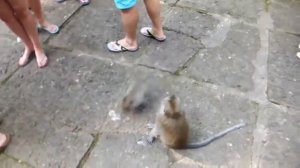 Прикол. Плачущая обезьянка.